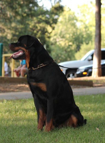 10 month Rottweiler male youth