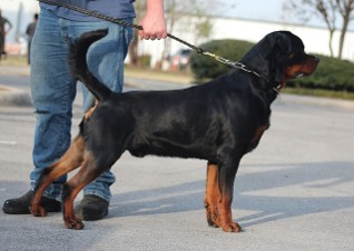 Rottweiler side view excellent top line