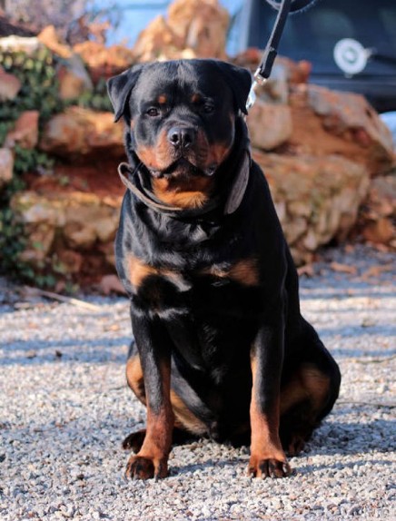 16 month Large Rottweiler male