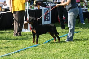 Balou Rottweiler Puppy RKNA show ring