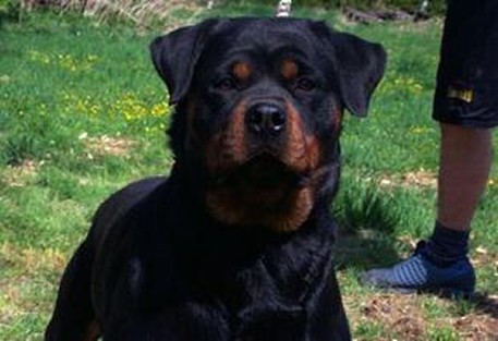 JOLA VOM KUMMELSEE ROTTWEILER FEMALE