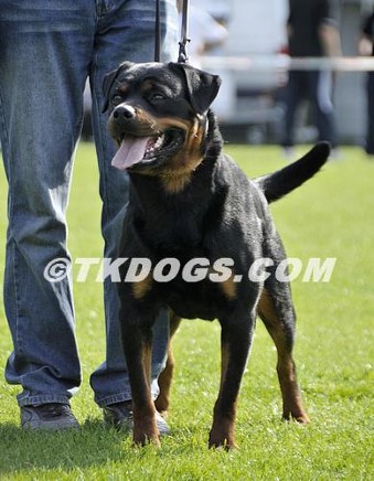 JOLA VOM KUMMELSEE ROTTWEILER FEMALE