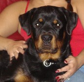 rottweiler youth