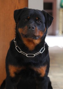 8 month old rottweiler puppy