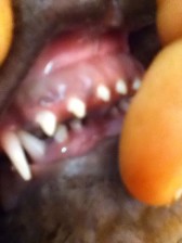 rottweiler puppy overbite