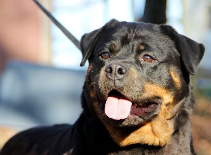 tammy female rottweiler in leaves