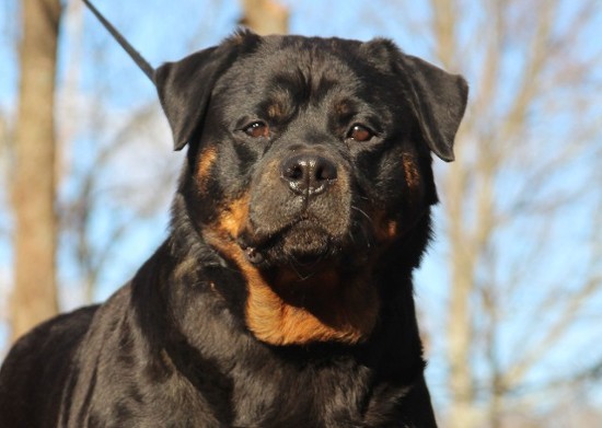 female rottweiler in tennessee