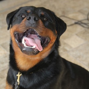 rottweiler puppy 10 months old