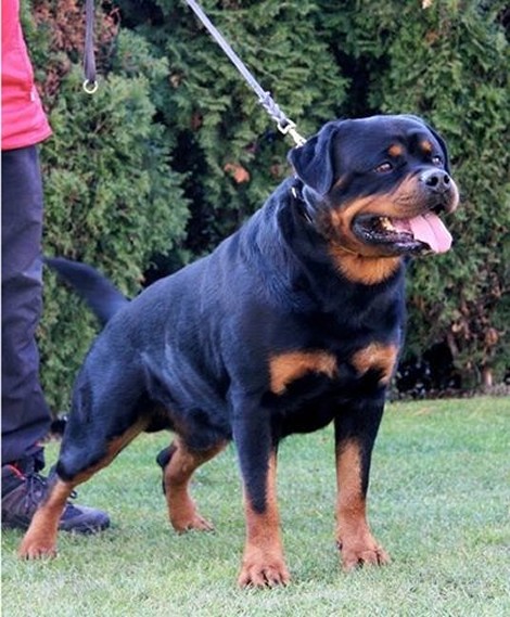 paco rottweiler male in europe