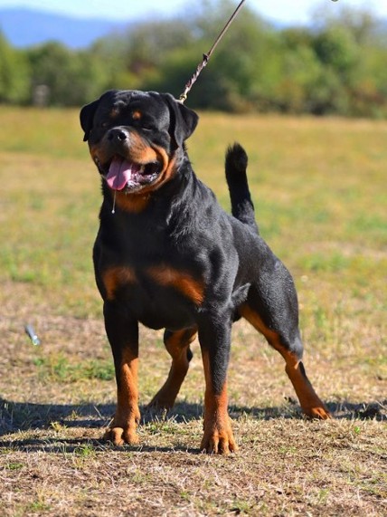 male rottweiler stud paco black allusion