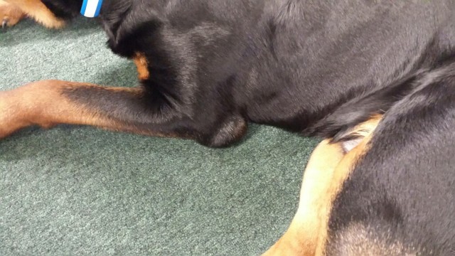 hygroma on a rottweiler dog