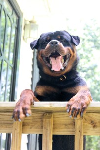 rottweiler puppy 10 months old