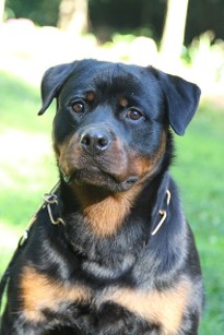 rottweiler puppy 12 months old