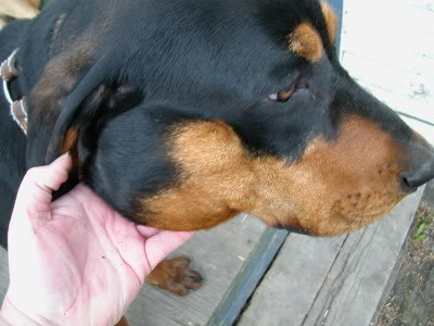 puppy strangles face muzzle swelling