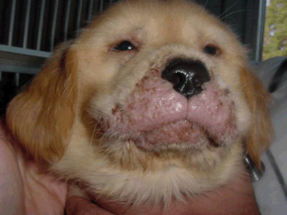 puppy strangles face muzzle swelling