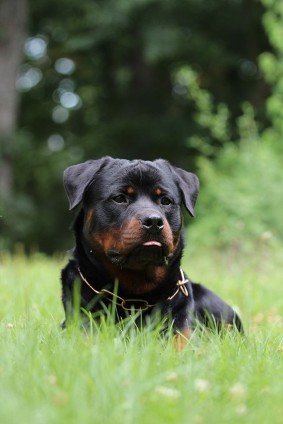 rottweiler male in virginia