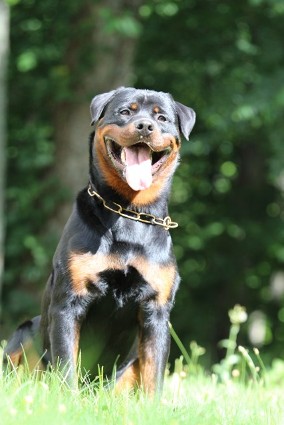 rottweiler male in North Carolina