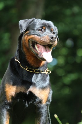 rottweiler male in Texas