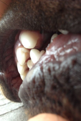 rottweiler puppy underbite slight at 5 months