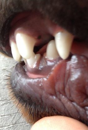 rottweiler teeth 5 months old