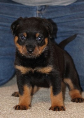 rottweiler male puppy tennessee