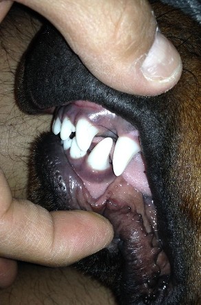 rottweiler teeth
