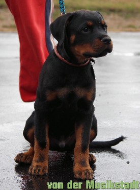 rottweiler puppies for sale in ohio