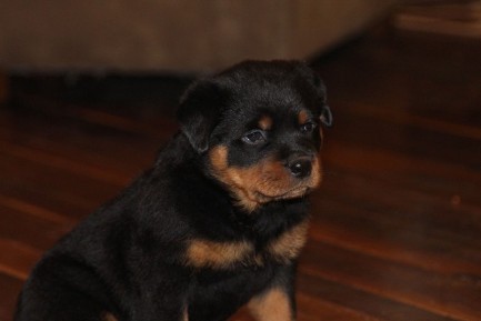 rottweiler puppy