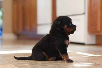 rottweiler puppy female rayka deuel 