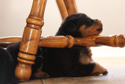 rottweiler pictures