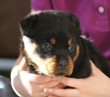 rottweiler female tennessee