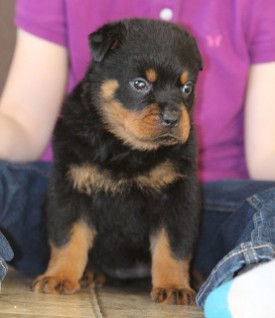 rottweiler female tn