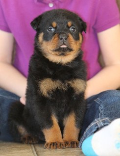 female rottweiler