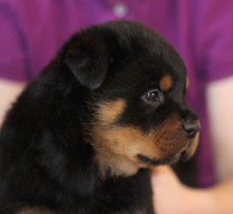 tennessee rottweilers