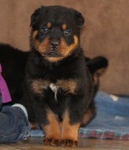 rottweiler male tennessee