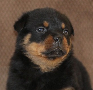 rottweiler puppy