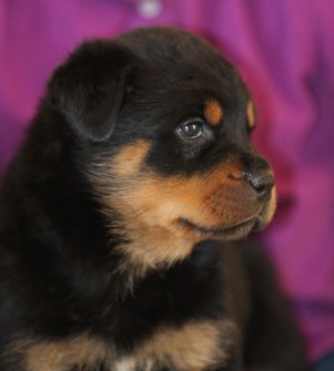 rottweiler breeders