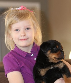 rottweiler puppy picture