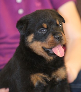 rottweiler female Texas