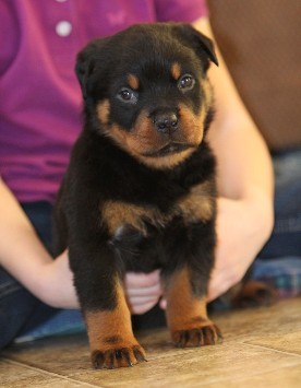 rottweiler puppy in Georgia